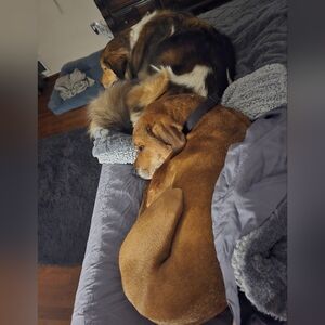Meet The Dogs Who Leave Confetti On My Clothes...